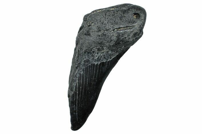 Partial Fossil Megalodon Tooth - South Carolina #250059